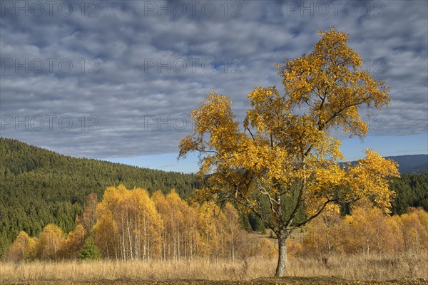 Autumn in the Sumava National Park