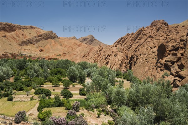 Oasis in Dades Gorge