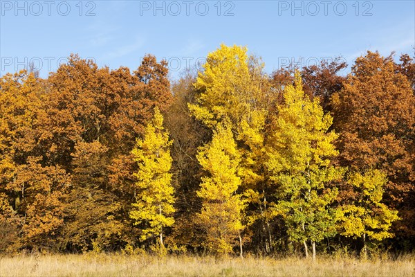 Forest in autumn with yellow aspens (Populus tremula)