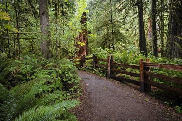 Cathedral Grove