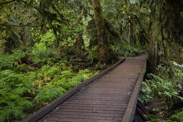 Cathedral Grove