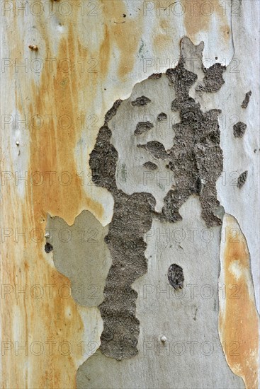 Eucalyptus (Eucalyptus spp.) bark