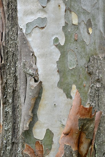 Eucalyptus (Eucalyptus spp.) bark