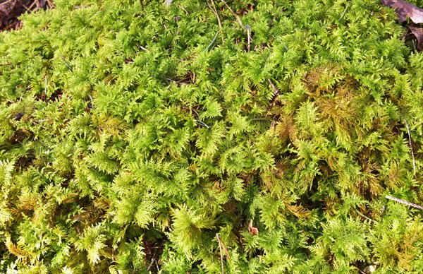 Stump overgrown with Common Tamarisk-moss (Thuidium tamariscinum)
