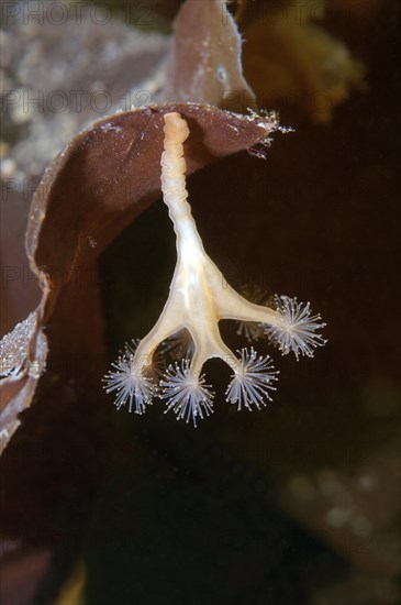 Stalked jellyfish (Lucernaria quadricornis)