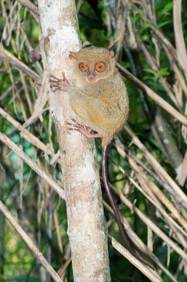 Philippine Tarsier (Carlito syrichta)