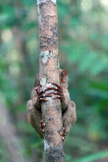 Philippine Tarsier (Carlito syrichta)