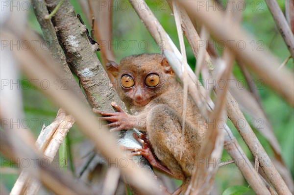 Philippine Tarsier (Carlito syrichta) sitting in a tree