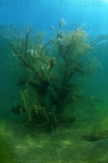Flooded trees covered with green algae