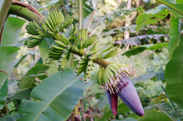 Banana inflorescence