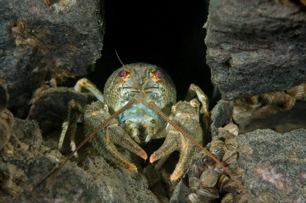 Danube Crayfish