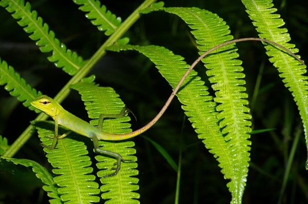 Common Green Forest Lizard