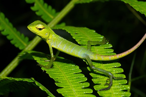 Common Green Forest Lizard