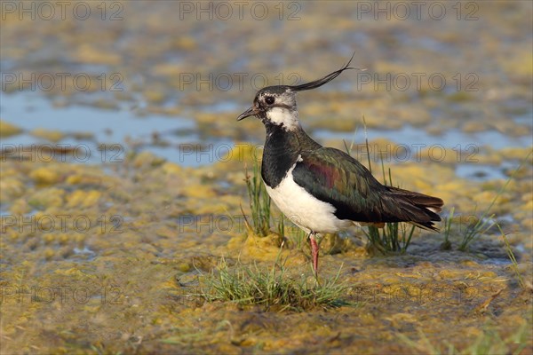 Northern Lapwing (Vanellus vanellus) standing in shallow water