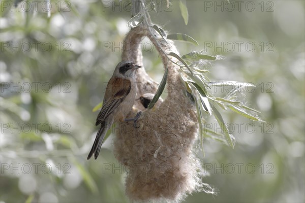 Eurasian Penduline Tit (Remiz pendulinus)