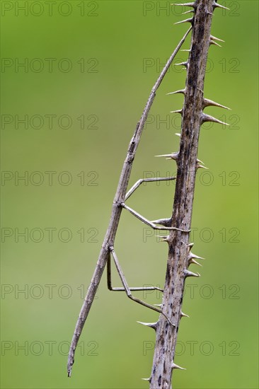 French Stick Insect (Clonopsis gallica)