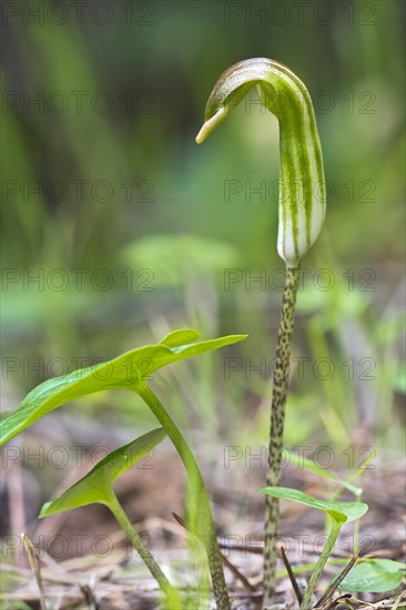 Friar's Cowl (Arisarum vulgare)