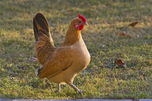 Rosecomb bantam chicken (Gallus gallus f. domestica)