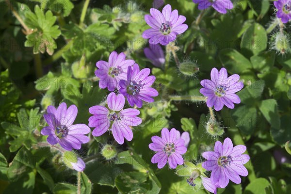 Dove's-foot Crane's-bill (Geranium molle)