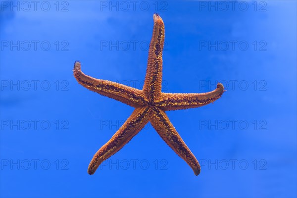 Starfish (Hacelia attenuata)