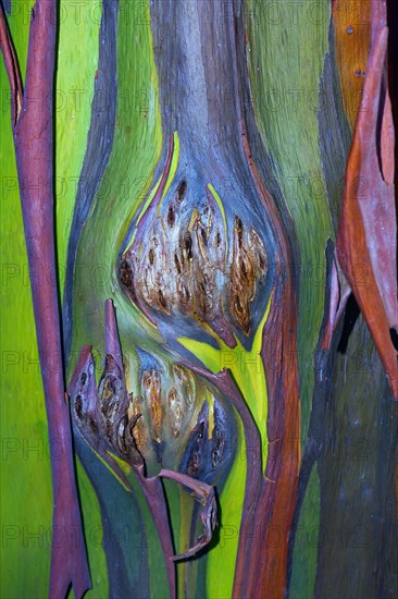 Colorful bark on the trunk of a Rainbow Eucalyptus tree (Eucalyptus deglupta)