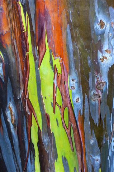 Colorful bark on the trunk of a Rainbow Eucalyptus tree (Eucalyptus deglupta)