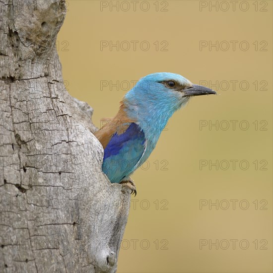 European roller (Coracias garrulus)