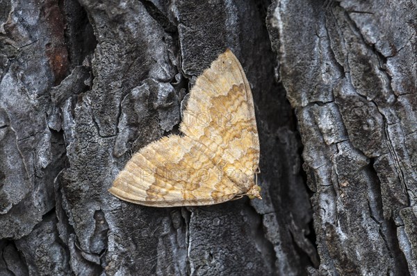 Camptogramma bilineata (Camptogramma bilineata)