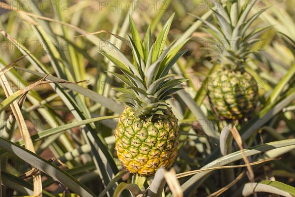 Pineapple (Ananas comosus)