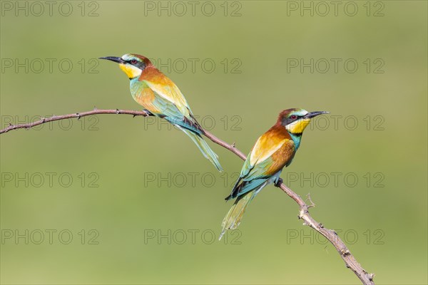 European bee-eater (Merops apiaster)