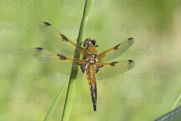 Four-spotted chaser (Libellula quadrimaculata)