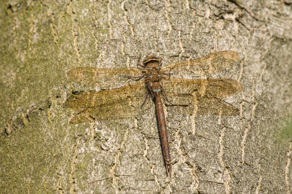 Brown Hawker (Aeshna grandis)