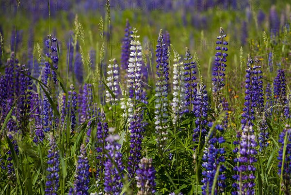 Wild Lupins (Lupinus) growing in a meadow