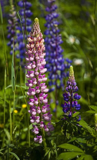 Wild Lupins (Lupinus) growing in a meadow