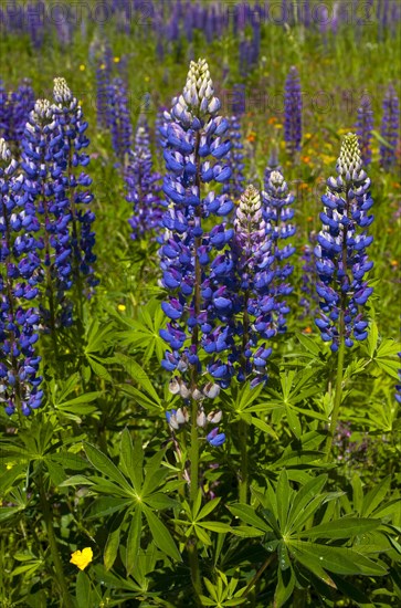 Wild Lupins (Lupinus) growing in a meadow