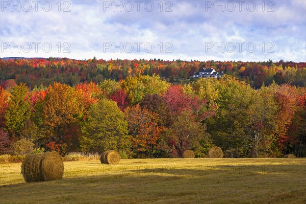 Early autumn hayfield