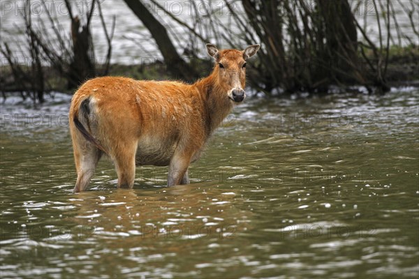 Pere David's deer