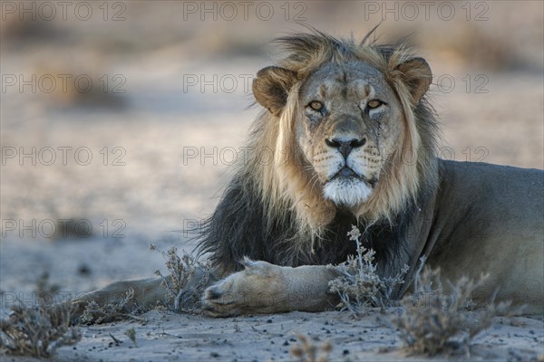 Lion (Panthera leo) direct look