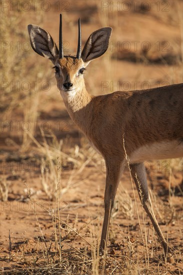 Steenbok (Raphicerus campestris)