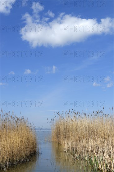 Lakeshore between Podersdorf and Weiden am See