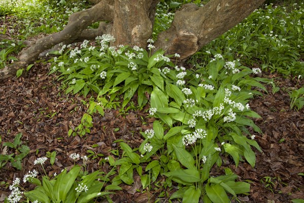 Ramsons (Allium ursinum)