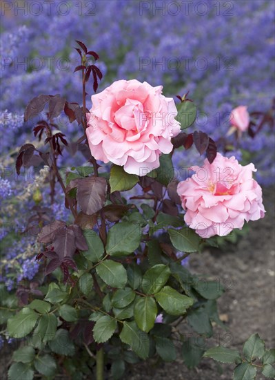 Hybrid tea rose Piroschka