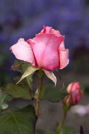 Hybrid tea rose Piroschka