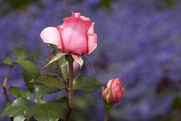 Hybrid tea rose Piroschka