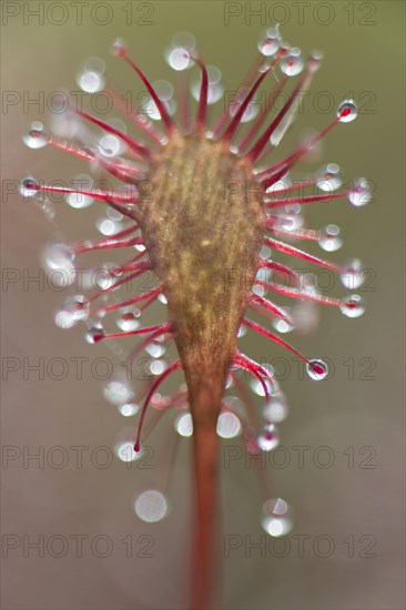 Oblong-leaved sundew or spoonleaf sundew (Drosera intermedia)