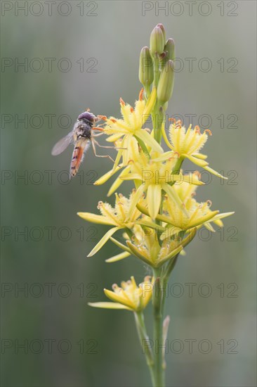 Bog Asphodel (Narthecium ossifragum) with hover fly