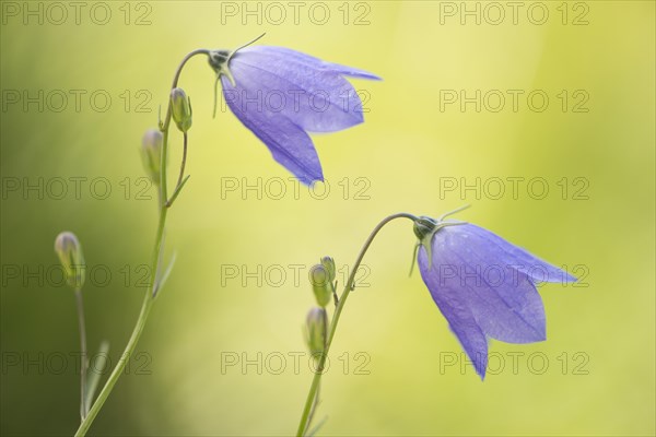 Harebell (Campanula rotundifolia)