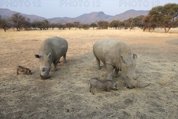 White rhinos (Ceratotherium simum) and warthogs (Phacochoerus africanus) grazing together