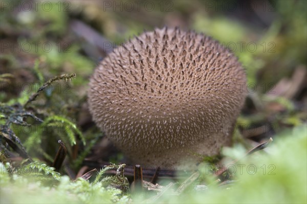 Umber-brown puffball (Lycoperdon umbrinum)