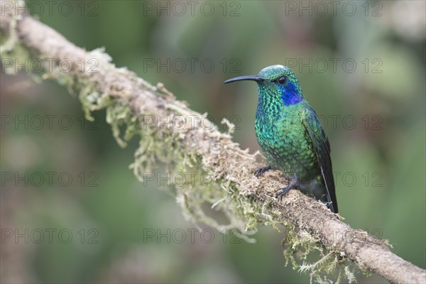 Green violetear (Colibri coruscans) sitting on branch